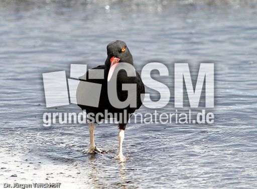 Schwarzer Austernfischer (5 von 14).jpg